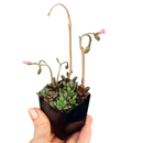 Anacampseros Retusa