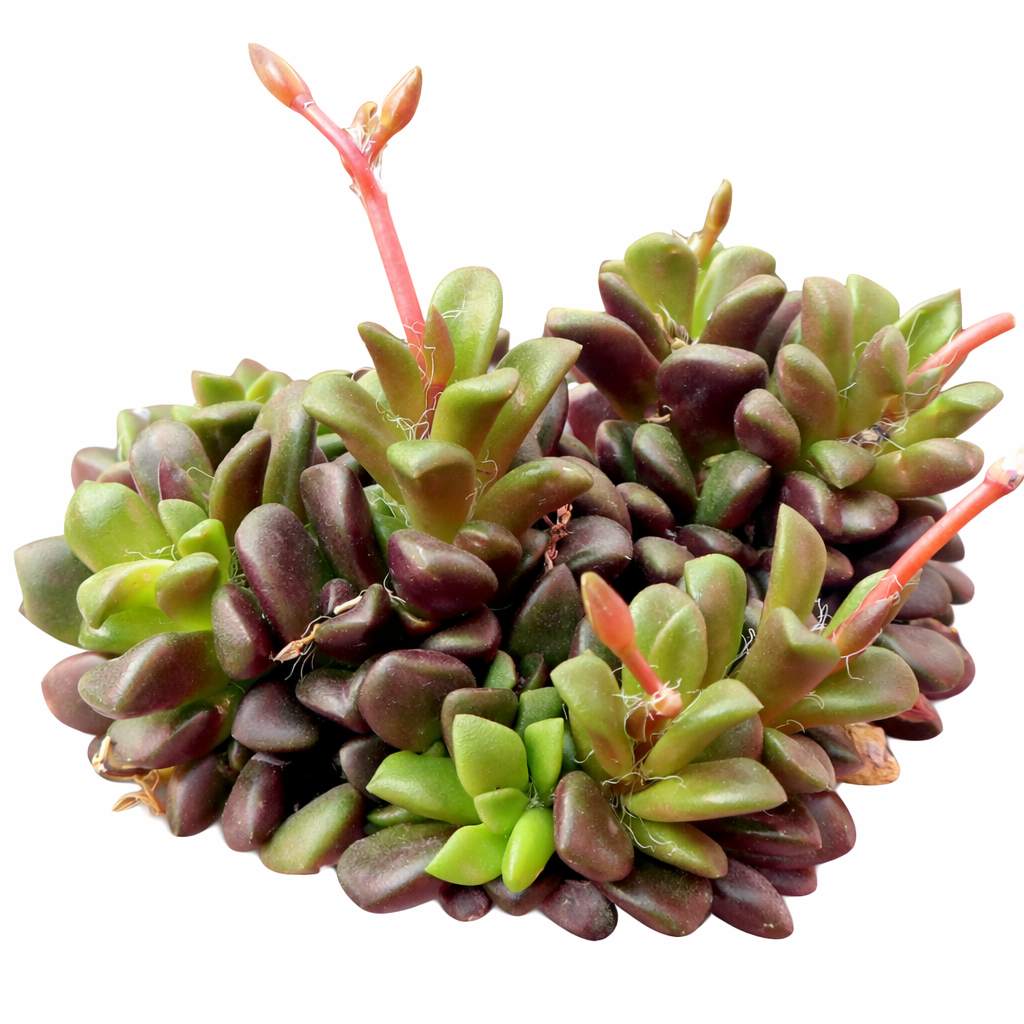 Anacampseros Retusa