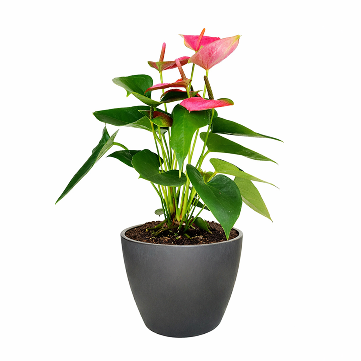 buy anthurium 'pink' live houseplant 4" pot online, candy-pink waxy spathe contrasting glossy dark foliage, erect narrow silhouette, flamingo flower cultivar, easy care tropical beauty, air toxin filtering qualities, stylish shelf or windowsill accent, a cherished gift for houseplant collectors
