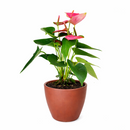 6" pot anthurium 'pink' live houseplant for sale, vivid pink waxy spathe with contrasting green glossy foliage, flamingo flower classic hybrid, epiphytic tropical grower, steady slow to medium growth rate, thrives in warm humid rooms, bold architectural living room focal point, a luxurious gift for any plant lover