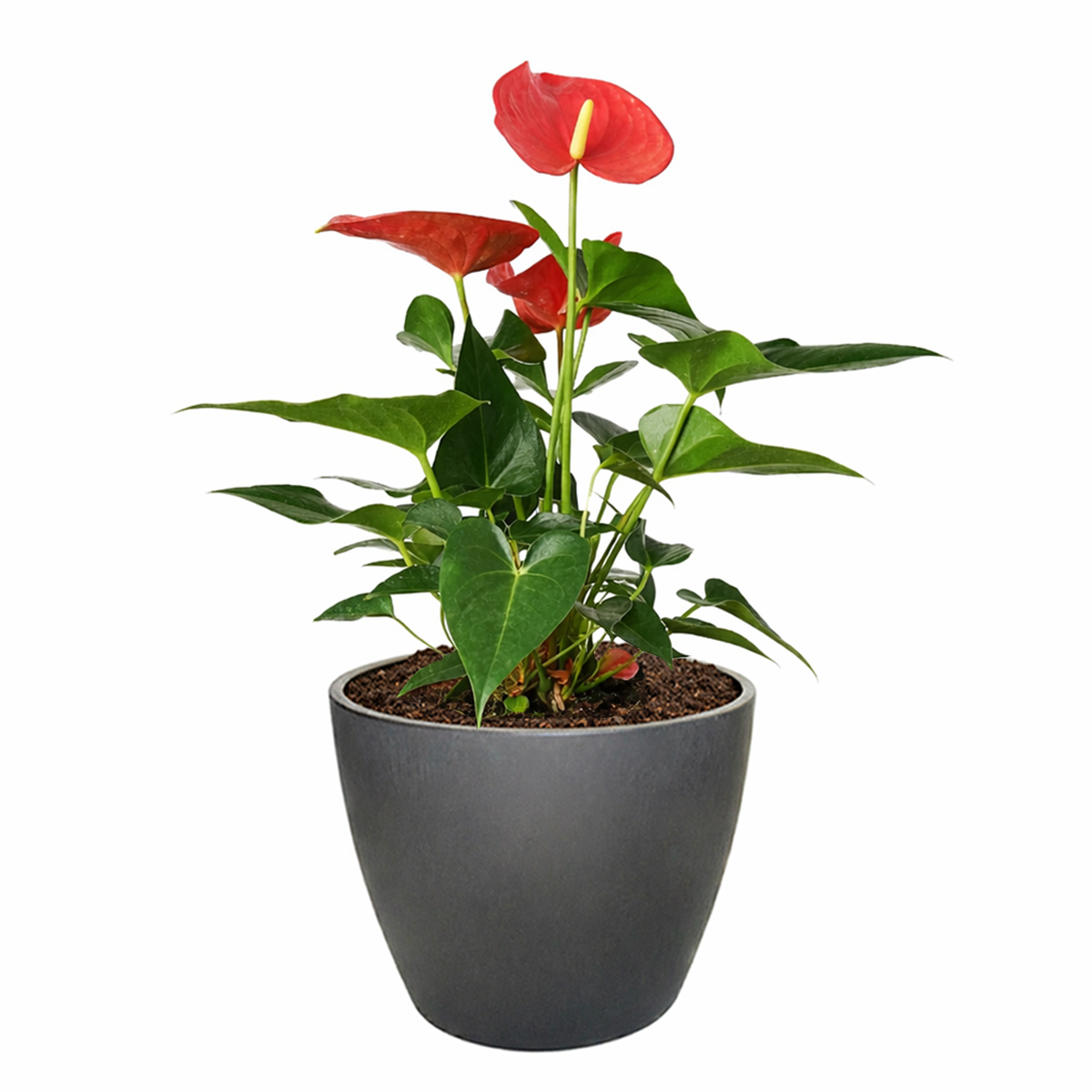 buy anthurium 'pink' live houseplant 4" pot online, soft pink heart bract with cream spadix centerpiece, large glossy green leaves, upright compact tropical form, year-round blooming capability, proven nasa-recognized air purifier, gorgeous tabletop statement plant, ideal anniversary or appreciation gift