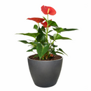 6" pot anthurium 'pink' live houseplant for sale, vivid pink waxy spathe with contrasting green glossy foliage, flamingo flower classic hybrid, epiphytic tropical grower, steady slow to medium growth rate, thrives in warm humid rooms, bold architectural living room focal point, a luxurious gift for any plant lover