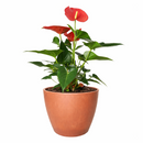 6" pot anthurium 'pink' live houseplant for sale, vivid pink waxy spathe with contrasting green glossy foliage, flamingo flower classic hybrid, epiphytic tropical grower, steady slow to medium growth rate, thrives in warm humid rooms, bold architectural living room focal point, a luxurious gift for any plant lover