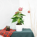 6" pot anthurium 'pink' live houseplant for sale, vivid pink waxy spathe with contrasting green glossy foliage, flamingo flower classic hybrid, epiphytic tropical grower, steady slow to medium growth rate, thrives in warm humid rooms, bold architectural living room focal point, a luxurious gift for any plant lover