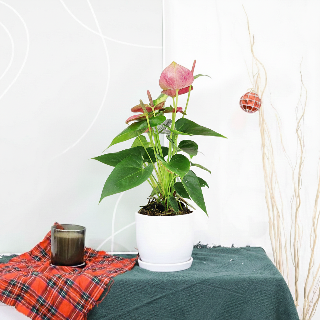 buy anthurium 'pink' live houseplant 4" pot online, vibrant pink waxy spathe, glossy heart-shaped green leaves, compact upright form, long-lasting tropical blooms, air purifying, elegant desk or tabletop accent, a thoughtful gift for plant lovers