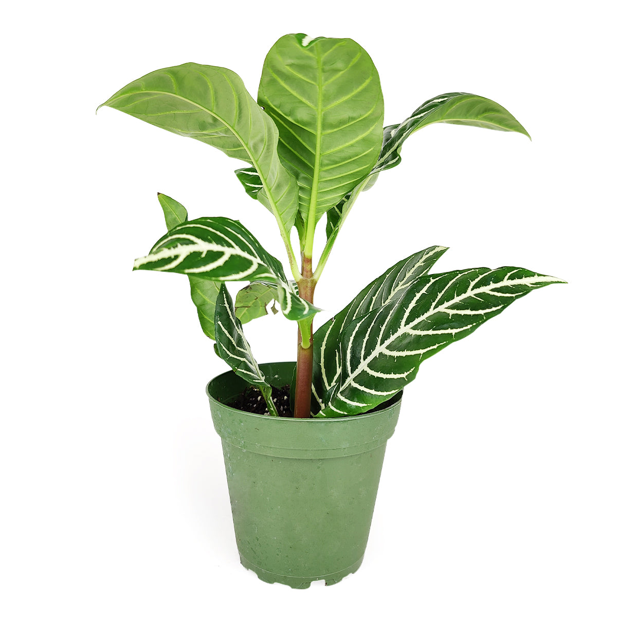 best place to buy house plants, Aphelandra Zebra Plant, Aphelandra squarrosa, Zebra Plant, Snow White Plant, Saffron Spike Zebra, unusual houseplant, colorful foliage houseplant