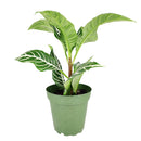 Aphelandra Zebra Plant, Aphelandra squarrosa, Zebra Plant, Snow White Plant, Saffron Spike Zebra, unusual houseplant, colorful foliage houseplant, exotic houseplant, Flowering Houseplants