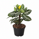Aphelandra Zebra Plant, Aphelandra squarrosa, Zebra Plant, Snow White Plant, Saffron Spike Zebra, unusual houseplant, colorful foliage houseplant, exotic houseplant, Flowering Houseplants
