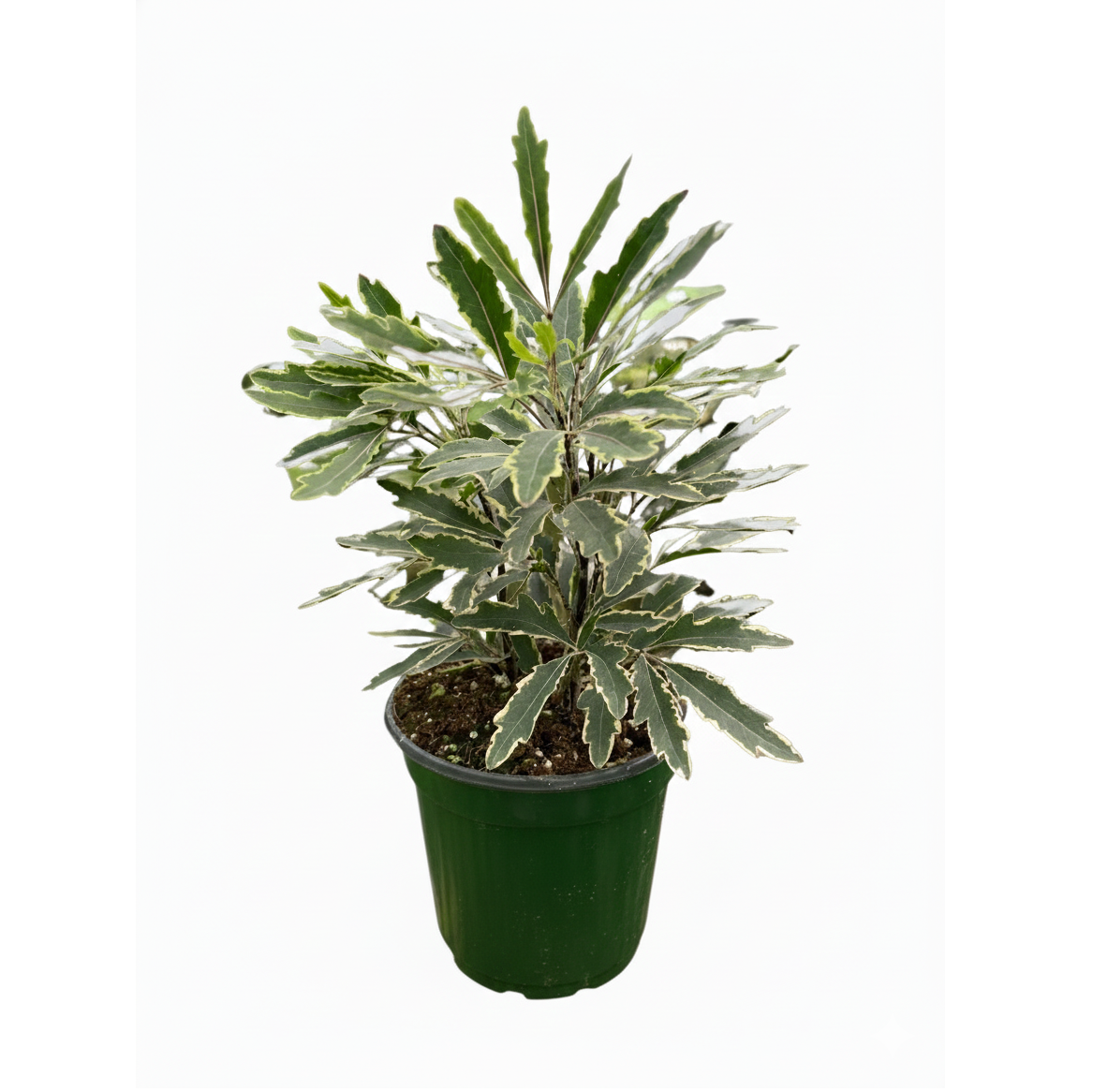 Aralia Bianca, 3 inch Aralia Bianca for sale, colorful houseplants, decorative live plants, buy small live plants online