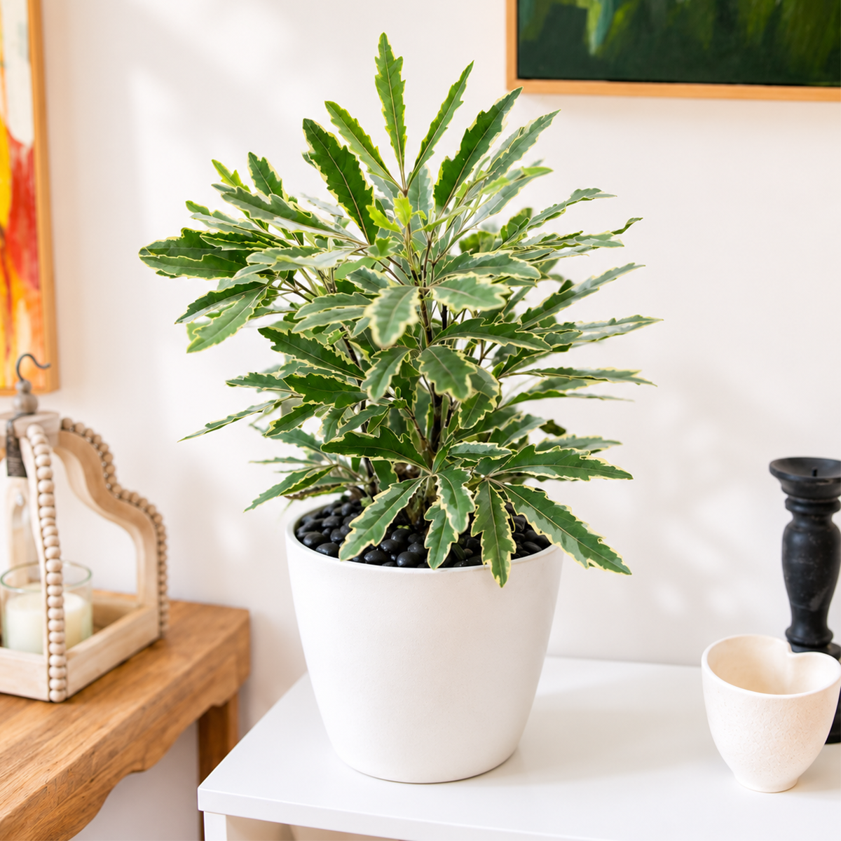 Buy Aralia 'Bianca' 4 inch online. Aralia 'Bianca' is an elegant tropical houseplant with variegated green and creamy white foliage that adds a fresh look to any indoor space. It grows best in bright, indirect light with evenly moist, well-draining soil. This beautiful plant is perfect for homes, offices, and anyone looking to enhance their indoor plant collection.