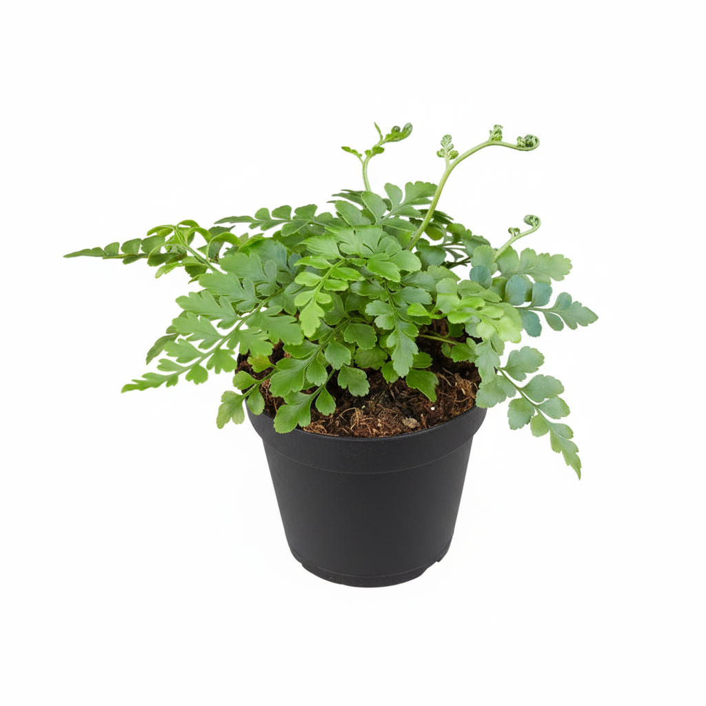 6" pot austral gem fern live houseplant for sale, shiny feathery arching fronds, dense evergreen mounding habit, thick waxy cuticle resists drying, pet safe and beginner friendly, elegant bohemian greenery for living rooms or offices, a stunning and lasting gift for any occasion