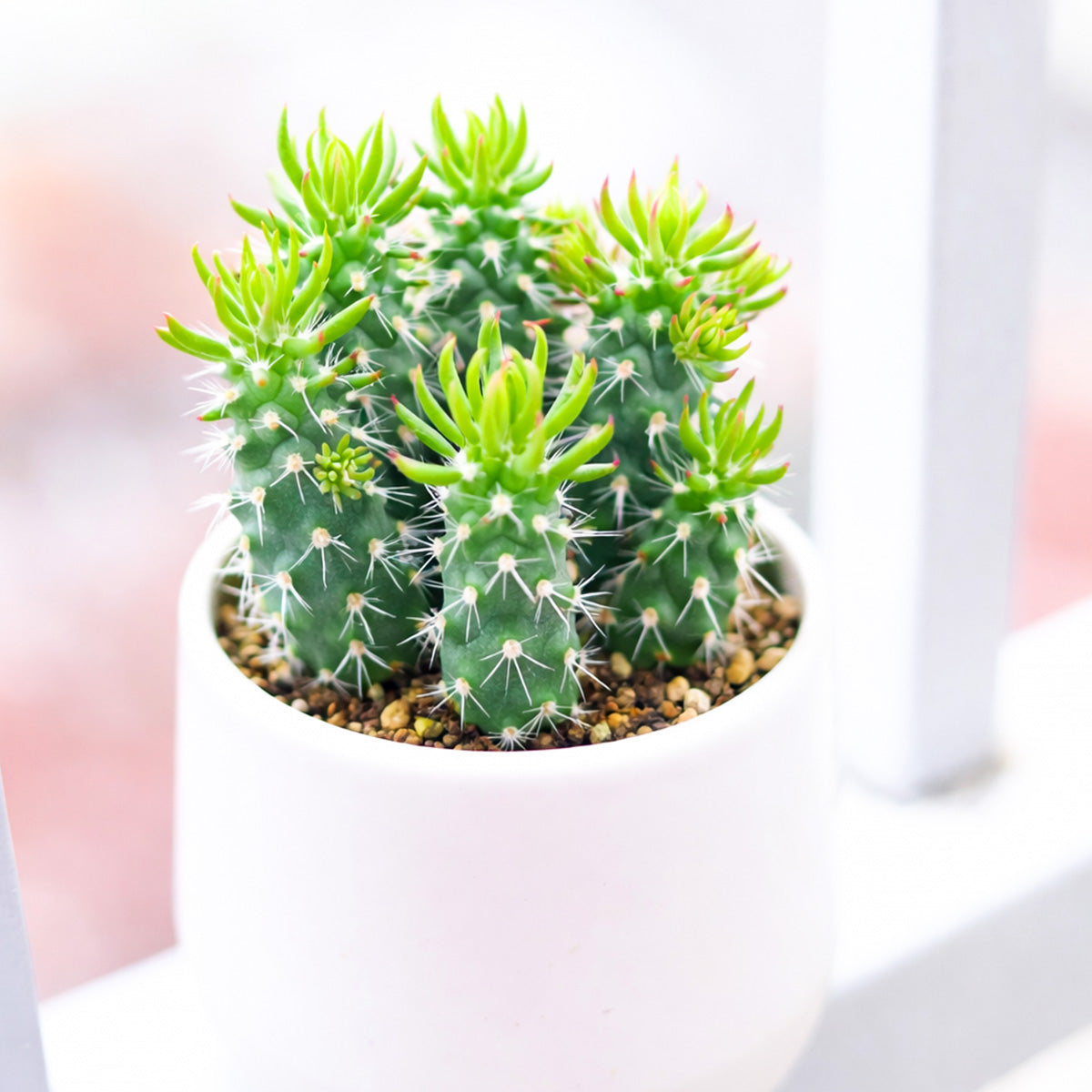 buy Austrocylindropuntia cylindrica Cactus live cactus 2 inch online, deep green cylindrical segmented stems, white areoles with short white spines, upright branching tree-like growth form, drought tolerant and low maintenance, bold architectural statement for modern interiors, makes a unique and lasting succulent gift