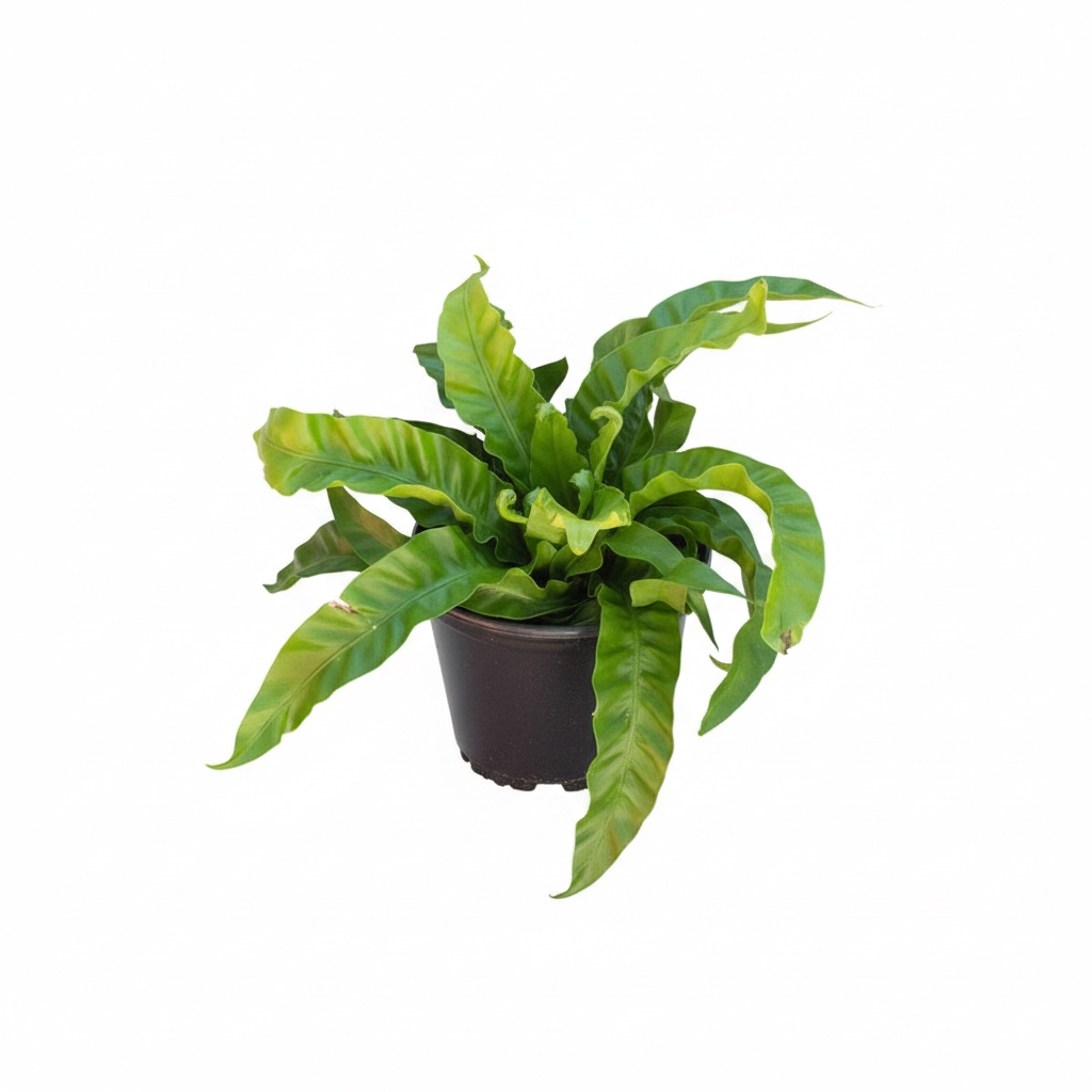 6" pot fern 'bird's nest hurricane' live houseplant for sale, rich forest green twisted fronds, crinkled rippled leaf edges, epiphytic rosette form, slow growing humidity loving tropical fern, pet friendly non toxic, lush tropical centerpiece for living rooms or kitchens, perfect gift for fern enthusiasts