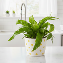 buy fern 'bird's nest hurricane' live houseplant 2" pot online, vibrant glossy green spiraling fronds, thick leathery texture, tightly swirled hurricane growth habit, beginner friendly air purifying indoor fern, narrow compact grower ideal for desks or terrariums, a unique and memorable gift for plant parents