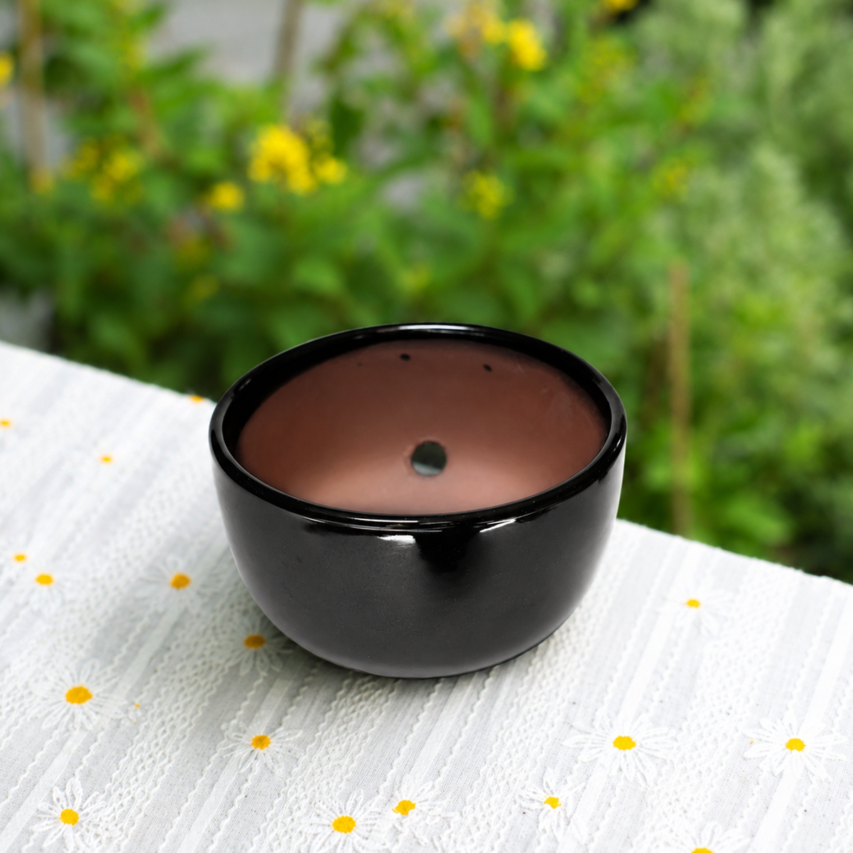 buy black glazed terracotta pot for tillandsia xerographica & large plant assortments live air plant 5.5 inch diameter online, silvery-gray curling rosette leaves, thick trichome-covered leaf texture, wide-spreading sculptural growth form, soil-free epiphyte with side drain hole for airflow, striking bohemian modern shelf display, elegant air plant gift for plant lovers