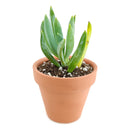 buy senecio mandraliscae blue chalk sticks live succulent 2 inch online, vivid powdery blue-green stems in bamboo pot, pencil-shaped fleshy upright leaves, forms dense spreading clusters, low water low fuss care routine