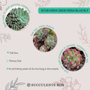 buy sedeveria blue elf echeveria x sedum live succulent 2 inch online, plastic pot showing healthy vibrant blue-green rosette, powdery farina leaf coating with pink to burgundy tipped leaves, compact slow-growing form ideal for small containers
