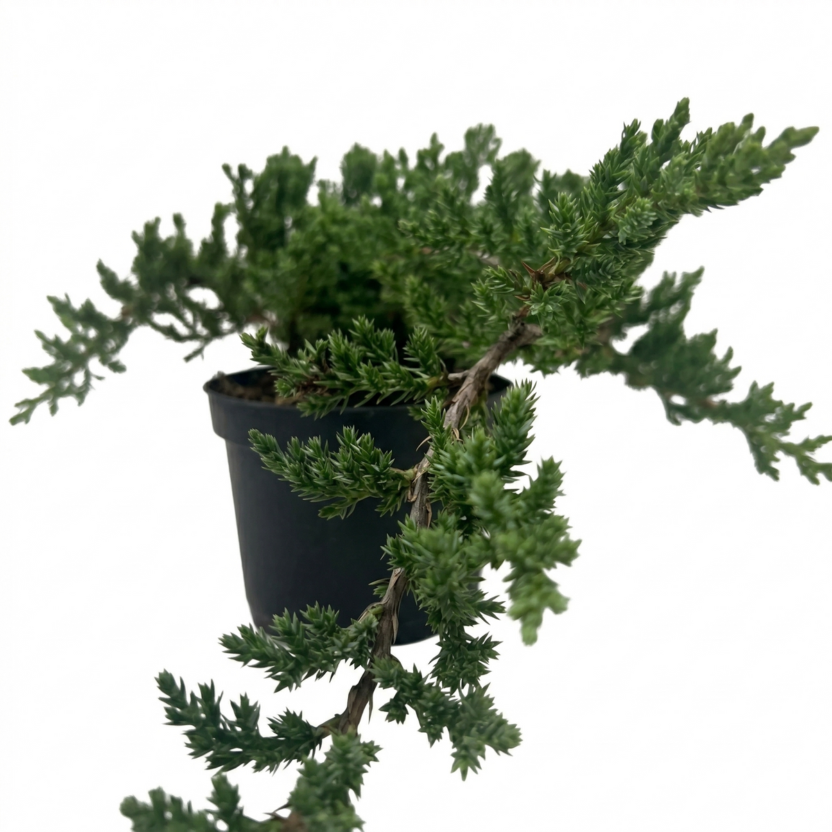 6" pot Bonsai Juniper live houseplant for sale, rich green evergreen foliage year-round, compact narrow growth habit, wired branches trained in classic bonsai style, pet friendly and beginner friendly, a thoughtful living gift for home or office patio