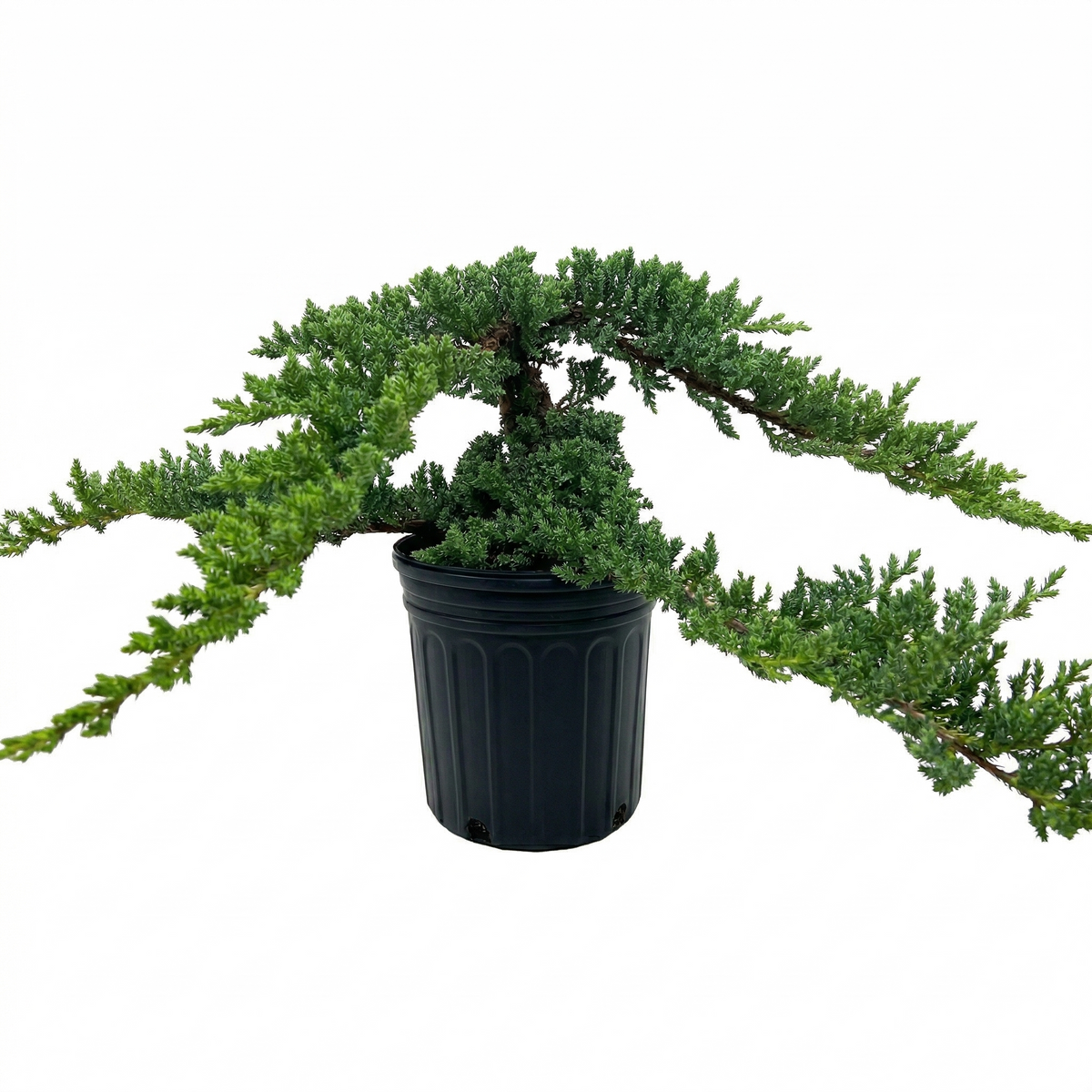 buy Bonsai Juniper live houseplant 4" pot online, fine textured needle foliage in vibrant forest green, slow-growing heirloom specimen in bonsai pot, artistic sculptural form for zen-inspired outdoor spaces, meaningful gift for bonsai collectors