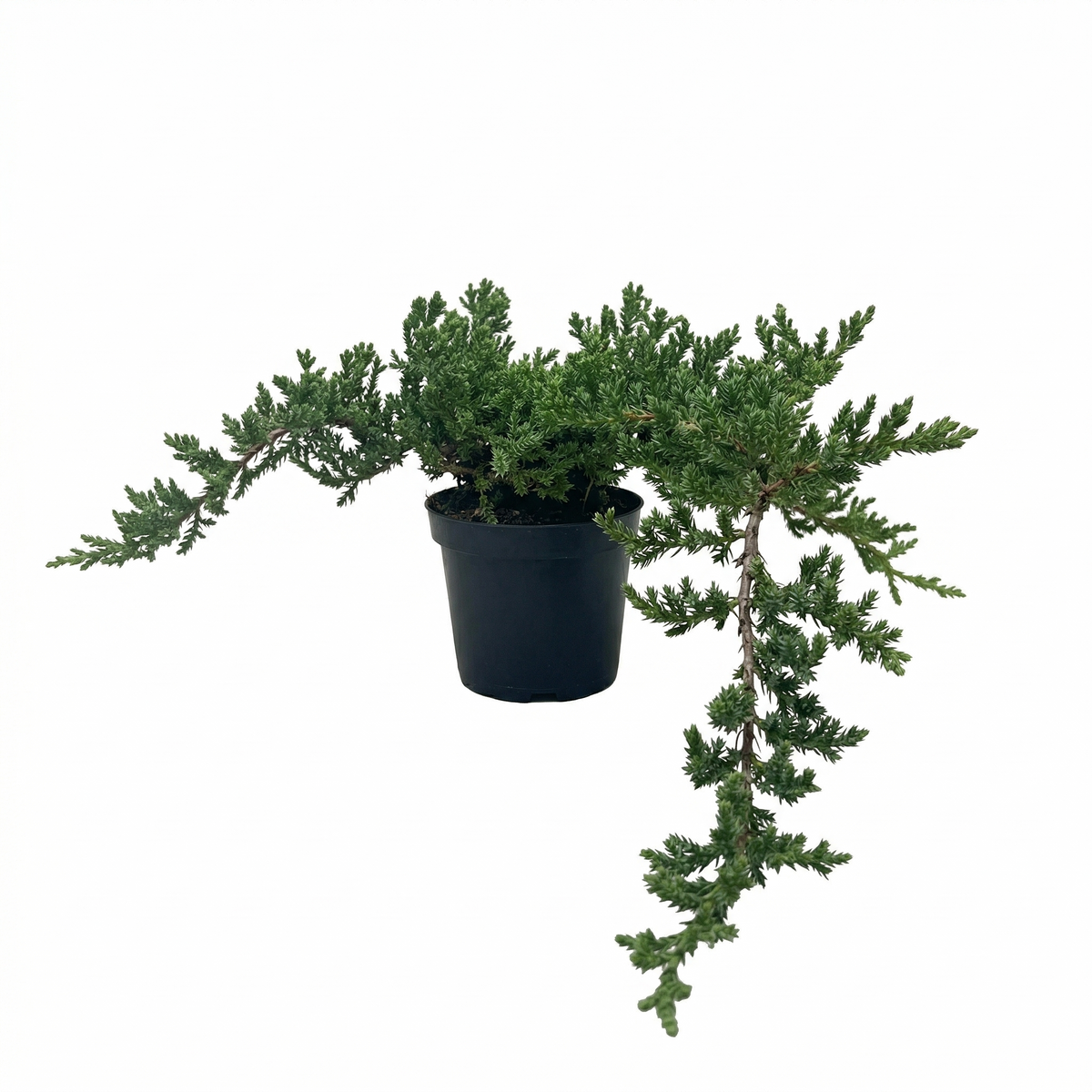 6" pot Bonsai Juniper live houseplant for sale, dense layered canopy of green foliage with natural deadwood character, frost tolerant outdoor evergreen, striking architectural focal point for garden tables and entryways, a cherished gift for decades to come