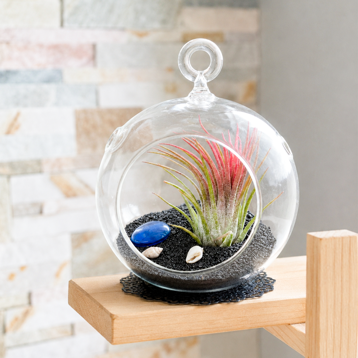 Air Plant Bubble Bowl Sealife Terrarium (Black Sand) on the white table, DIY beach themed glass globe terrarium, Modern nautical air plant arrangement for home