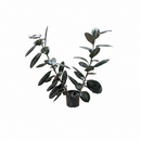 Ficus Decora Burgundy, Ficus Decora, Rubber plant, Rubber tree, burgundy houseplant, burgundy rubber tree, ficus burgundy, rubber plant care, Ficus Decora Burgundy care, Ficus Decora Burgundy near me