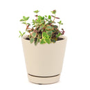 4 inch calico kitten crassula - crassula pellucida f. variegata live succulent for sale, dainty trailing succulent with colorful calico-inspired variegated foliage in pink cream purple and green, long arching stems up to 12 inches create a cascading spilling effect, low maintenance and pet safe for worry-free indoor display, thrives in bright indirect light with dry well-draining soil, a beautiful bohemian decor element for baskets shelves or outdoor patios, an unforgettable and unique plant gift for any oc