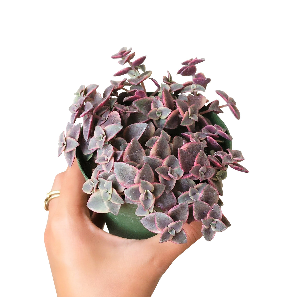 buy calico kitten crassula - crassula pellucida f. variegata live succulent 2 inch online, colorful calico-patterned fleshy leaves with rosy pink cream and green hues, trailing draping stems that arc downward as the plant matures, native to south africa and naturally drought adapted, needs bright indirect light for best color saturation, a charming and unique bohemian accent for hanging baskets or wall planters, wonderful gift idea for succulent lovers of all experience levels