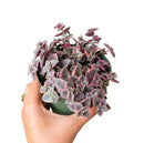 4 inch calico kitten crassula - crassula pellucida f. variegata live succulent for sale, dainty trailing succulent with colorful calico-inspired variegated foliage in pink cream purple and green, long arching stems up to 12 inches create a cascading spilling effect, low maintenance and pet safe for worry-free indoor display, thrives in bright indirect light with dry well-draining soil, a beautiful bohemian decor element for baskets shelves or outdoor patios, an unforgettable and unique plant gift for any oc