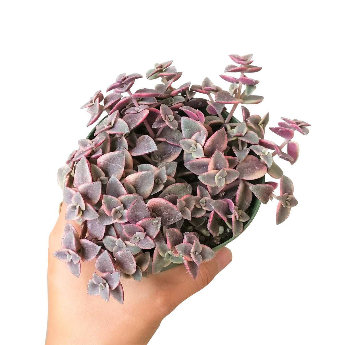 4 inch calico kitten crassula - crassula pellucida f. variegata live succulent for sale, striking variegated trailing succulent with vivid pink purple and cream heart-shaped leaves, cascading stem growth ideal as a spiller in container arrangements, fleshy water-storing leaves for excellent drought tolerance, easy care variety that thrives indoors in bright indirect light, decorative boho focal point for a sunny living room shelf or windowsill, a thoughtful and long-lasting plant gift