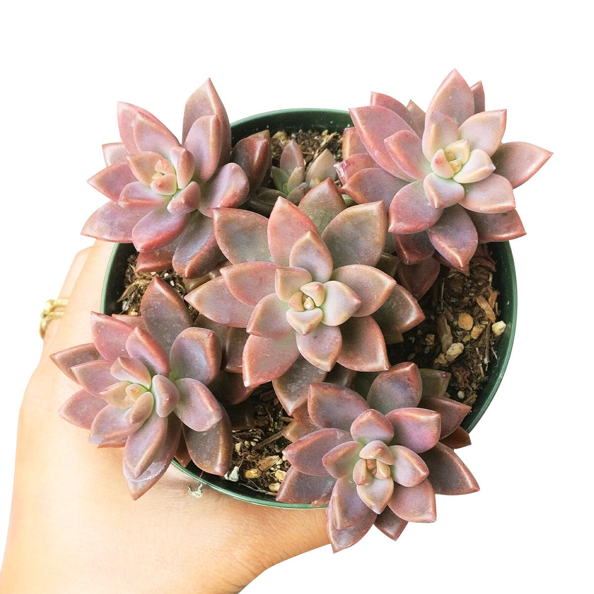 buy graptosedum california sunset live succulent 2 inch online, vivid sunset-toned rosette with thick succulent leaves storing moisture, compact and architectural form ideal for small spaces, housed in a bamboo pot for a natural earthy look, drought tolerant and beginner friendly, thoughtful and unique succulent gift