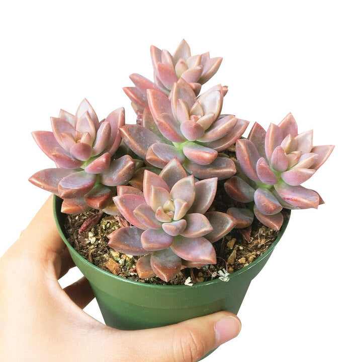 4 inch graptosedum california sunset live succulent for sale, rich coral and orange hued fleshy leaves intensified by bright direct sunlight, spreading stem clusters that gracefully trail over a custom pot edge, low maintenance nature makes it a desk or windowsill favorite, eye-catching living decor gift for any occasion