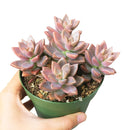 Buy 2" Graptosedum California Sunset online. This vibrant succulent forms compact rosettes with fleshy leaves that transition from soft green to warm shades of orange, pink, and red in bright light. It thrives in bright, indirect light with well-draining soil and occasional watering. A beautiful choice for succulent collections, colorful arrangements, or sunny windowsills.