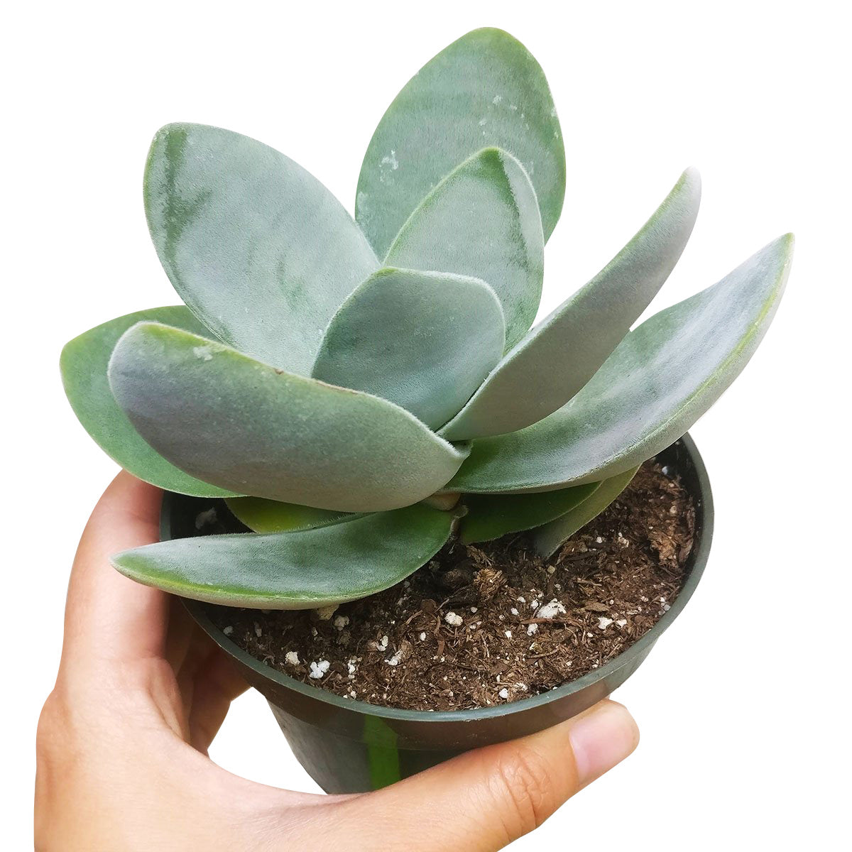 buy crassula cotyledonis live succulent 2 inch online, dense rosette of oblanceolate paddle leaves covered in coarse hairs, grey-green foliage with vivid red blush under bright light stress, upright compact clumper reaching up to 6 to 8 inches at mat