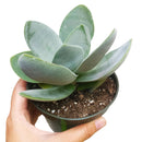 buy crassula cotyledonis live succulent 2 inch online, dense rosette of oblanceolate paddle leaves covered in coarse hairs, grey-green foliage with vivid red blush under bright light stress, upright compact clumper reaching up to 6 to 8 inches at mat