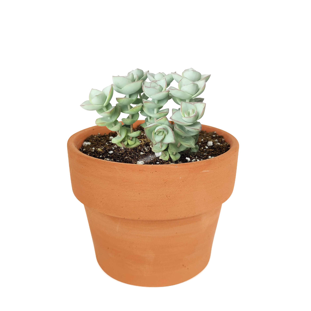 4 inch crassula ivory towers - crassula x perforata live succulent for sale, ivory and pistachio green leaf pairs stacked in a spiral column, subtle pink blush tips when sun-kissed, upright clumping growth up to 18 inches tall, drought tolerant and beginner friendly, a sculptural statement plant for bright window displays and succulent gardens, a beautiful and long-lasting gift for any occasion