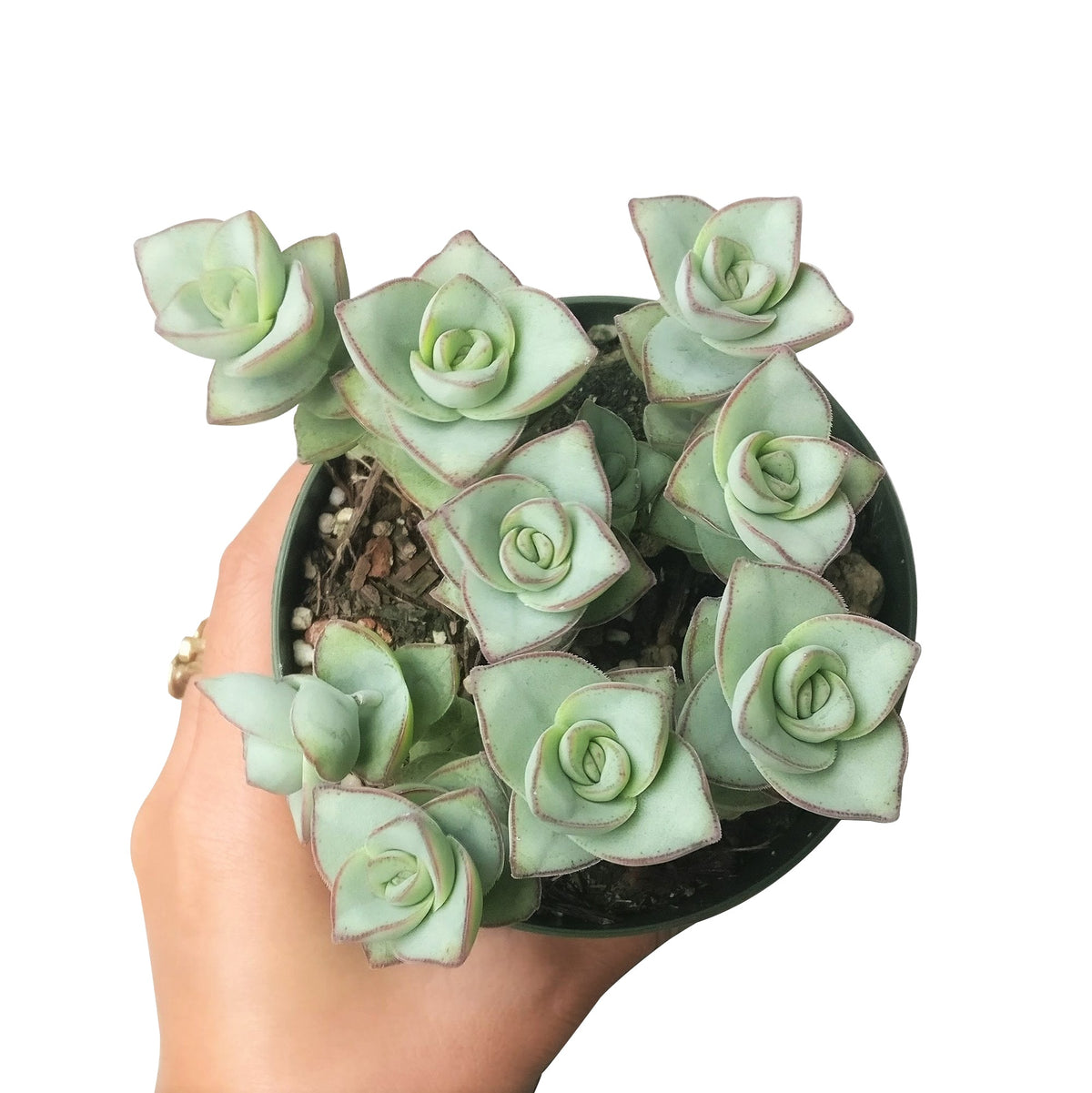 buy crassula ivory towers - crassula x perforata live succulent 2 inch online, triangular gray-green leaves with deep red rims intensifying in sunlight, compact upright tower-like silhouette, fleshy succulent foliage with low water needs, long-lived and low maintenance, a refined architectural accent for sunny living rooms or offices, an inspired gift for the plant-loving minimalist