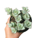 4 inch crassula ivory towers - crassula x perforata live succulent for sale, ivory and pistachio green leaf pairs stacked in a spiral column, subtle pink blush tips when sun-kissed, upright clumping growth up to 18 inches tall, drought tolerant and beginner friendly, a sculptural statement plant for bright window displays and succulent gardens, a beautiful and long-lasting gift for any occasion