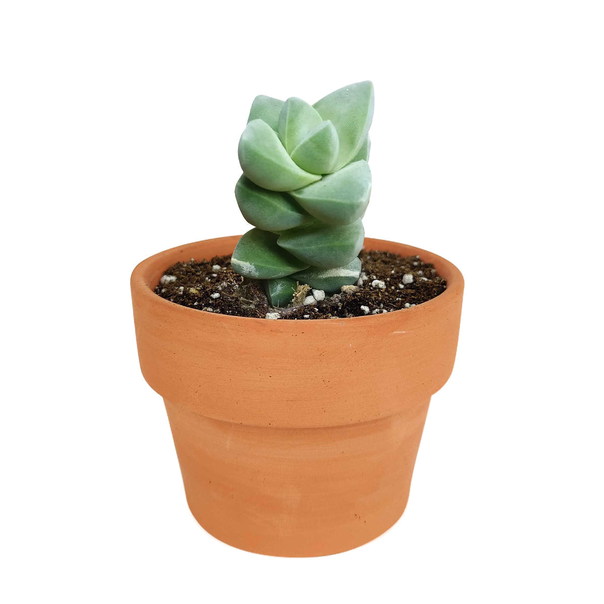 buy crassula moonglow succulent live succulent 2 inch online, dense compact columns of gray-green velvet leaves forming tight sculptural tower in clay pot, hybrid crassula with powdery silver leaf coating and apricot spring flowers, bright light lover with minimal watering needs, striking accent for shelf or windowsill display, memorable rare succulent gift for any occasion