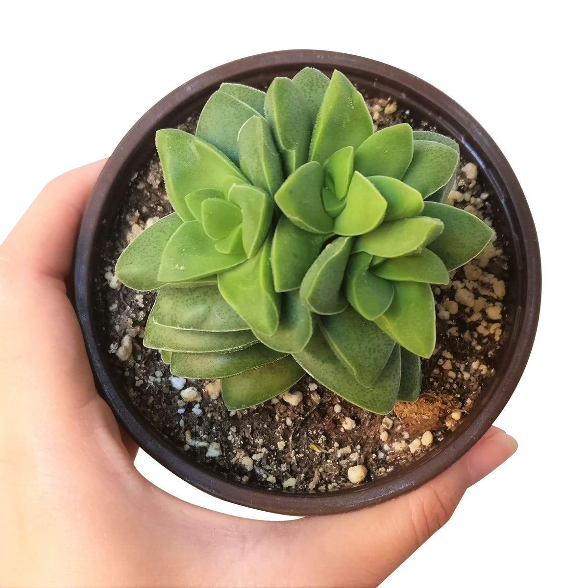 buy crassula springtime succulent live succulent 2 inch online, compact rosette form with thick water-storing leaves in forest green tones, gentle arching stems creating trailing effect over time, clusters of pale pink star-shaped flowers, bright indirect light preferred for best growth, beautiful on a boho window ledge or plant shelf, ideal starter succulent gift in white modern pot