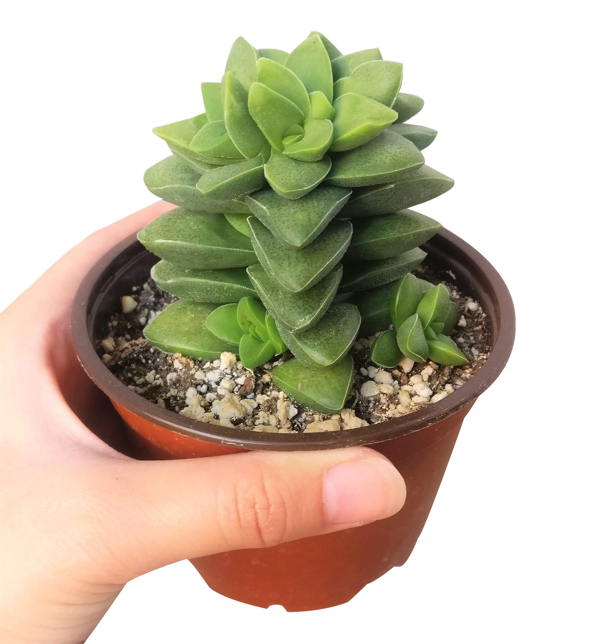 2 inch crassula springtime succulent live succulent for sale, opposing elliptic fleshy leaves no larger than a thumbnail, slow growing with erect to trailing stem development, showy pink blooms with red centers in early spring, minimal fertilizer and easy drought-tolerant care, sophisticated addition to any indoor succulent collection, perfect plant gift for any occasion in bamboo pot