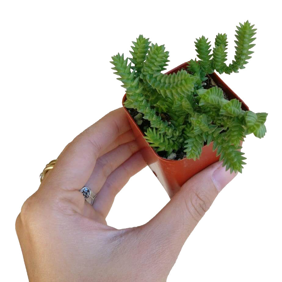 buy crassula watch chain - crassula muscosa live succulent 2 inch online, slender zipper-patterned stems densely clothed in tiny leaves, bright green coloration with subtle bronze tips in strong light, vining and trailing growth form ideal for hanging pots, minimal fertilizer and easy succulent care routine, charming accent for fairy garden or terrarium arrangement, a unique and memorable plant gift