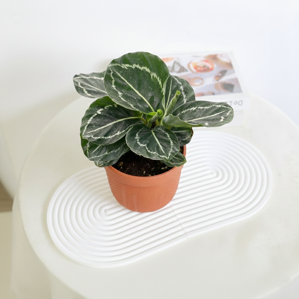 buy calathea green goddess live houseplant 4" pot online, deep