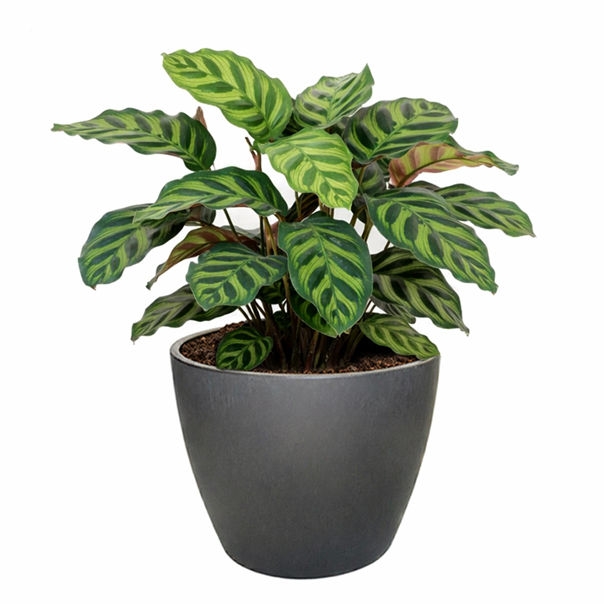 buy calathea 'makoyana' peacock live houseplant 4" pot online, clump-forming evergreen perennial with papery oval foliage, bold dark and light green peacock pattern, vivid purple undersides visible when leaves fold, air quality improving plant, tropical accent for living rooms, elegant gift for plant collectors
