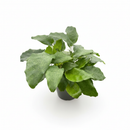 6 inch Calathea 'Musaica', large indoor plants, 6 inch tropical houseplants, xmas gifts 2025, decorative plants