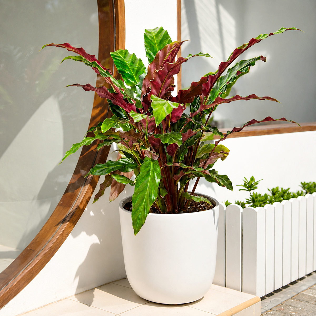 buy calathea rufibarba 'furry feather' live houseplant 4" pot online, deep olive green wavy leaves with burgundy fuzzy undersides, upright clumping growth form, velvety trichome texture, pet-safe tropical prayer plant, lush bohemian accent for shelves or side tables, a thoughtful and unique houseplant gift