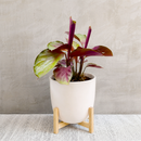 Calathea 'Silver Plate'