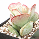 buy calico hearts cotyledon maculata - adromischus triflorus live air plant 2 inch online, thick fleshy heart-shaped leaves edged with reddish-brown spotting, compact narrow clumping growth stays tidy on desks and ledges, slow grower with striking mo