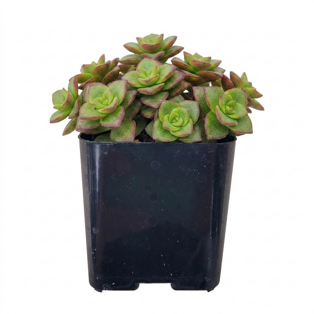 buy calico kitten crassula - crassula pellucida f. variegata live succulent 2 inch online, compact trailing form with stacked variegated foliage in rosy pink and cream, delicate white star-shaped spring blooms add seasonal charm, well-suited to hanging planters and container arrangements, thrives in well-draining succulent soil with infrequent watering, adds a bohemian and whimsical touch to any indoor plant collection, a sweet and unique gift for succulent enthusiasts