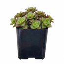 4 inch calico kitten crassula - crassula pellucida f. variegata live succulent for sale, dainty trailing succulent with colorful calico-inspired variegated foliage in pink cream purple and green, long arching stems up to 12 inches create a cascading spilling effect, low maintenance and pet safe for worry-free indoor display, thrives in bright indirect light with dry well-draining soil, a beautiful bohemian decor element for baskets shelves or outdoor patios, an unforgettable and unique plant gift for any oc